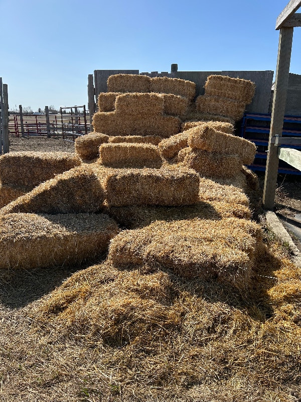FREE STRAW BALES Livestock Lethbridge Kijiji