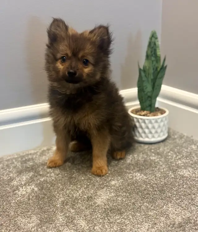 Pomeranian puppies 2boys in Dogs & Puppies for Rehoming in Grande Prairie - Image 3