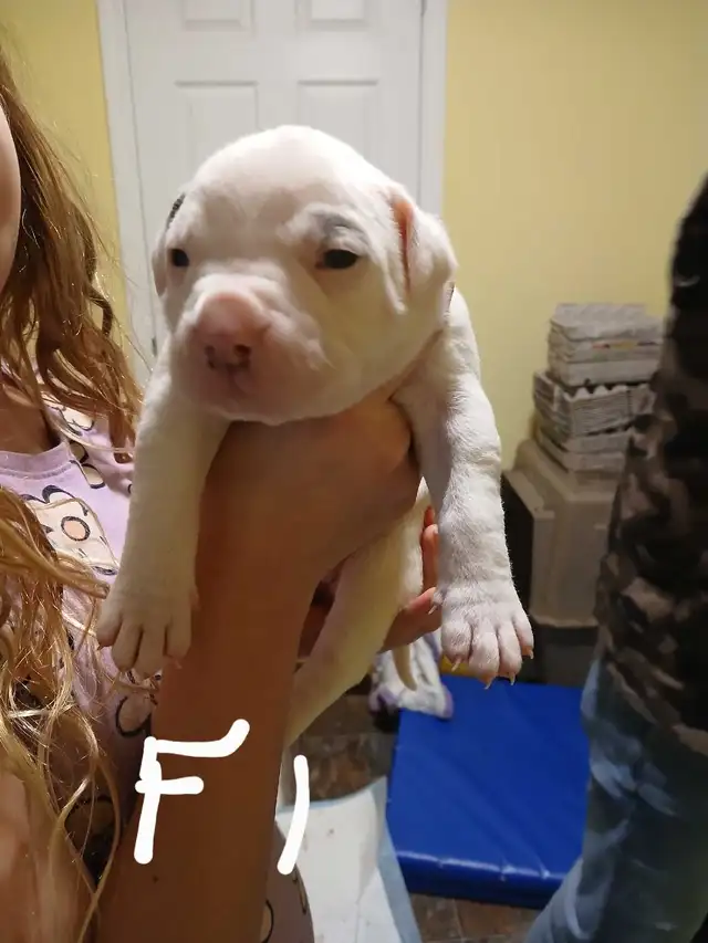 American bulldog puppies  in Dogs & Puppies for Rehoming in Fredericton - Image 2