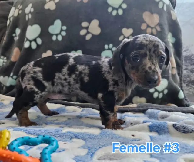 Teckel miniature in Dogs & Puppies for Rehoming in Laval / North Shore - Image 7