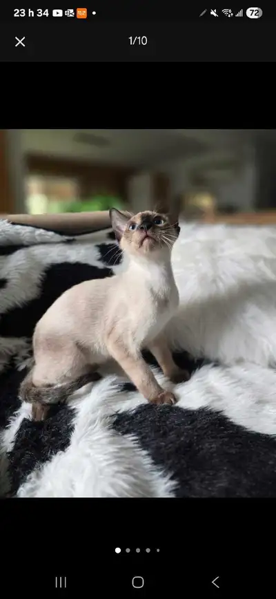 Chaton Siamois! vacciné/micropucé et vermifugé!!!! DEAL!!, View more