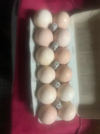 Fertilized turkey eggs from our farm beautiful mixed heritage breads 20$ a dozen . Will meet for del...