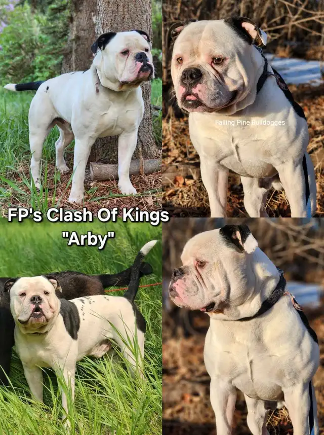 Falling Pine Olde English Bulldogges JUNE/SUMMER Litters 2025 in Dogs & Puppies for Rehoming in Edmonton - Image 4