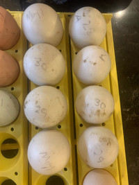 8 fertile Ancona duck eggs 