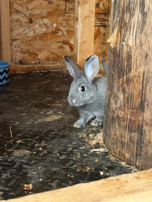 Flemish giant mix babies in Small Animals for Rehoming in Abbotsford - Image 2