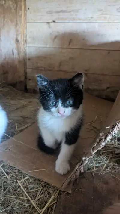 UPDATE These are the last three available. ALL MALES. Super sweet kitties. Born to barn cats but wel...