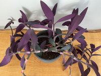 Purple heart plant 