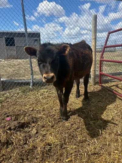 Angus cross steers, View more