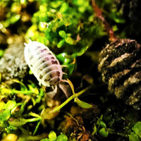 Dairy Cow Isopods (Porcellio laevis 'Dairy Cow')