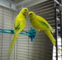 Adorable Budgie Pair for Sale