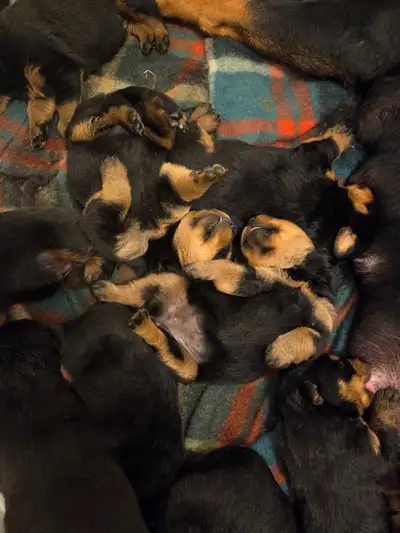 Chiots Rottweiler, View more