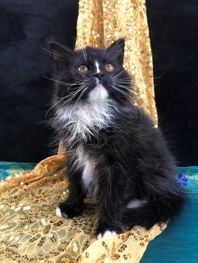 Tuxedo M Maine Coon, View more