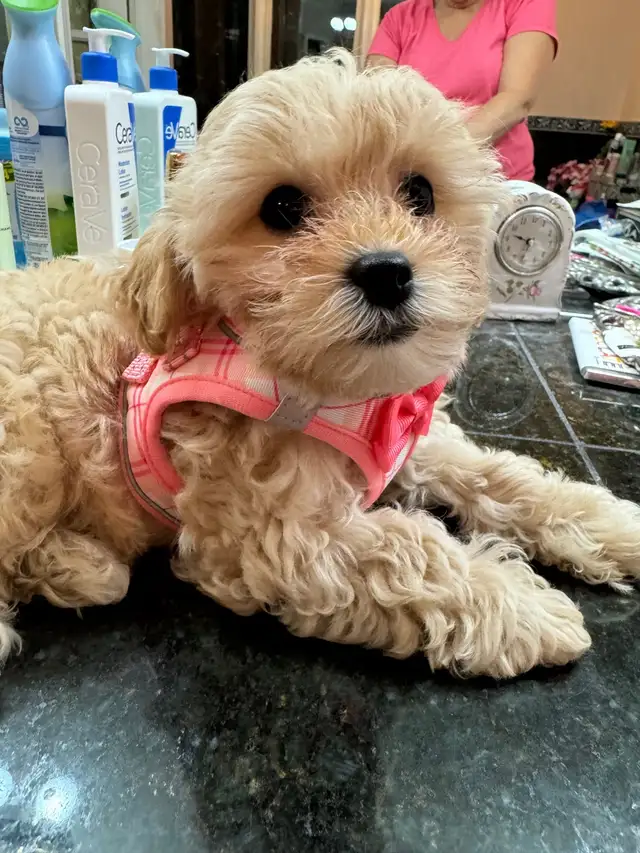 Toy Poodle/Shihpoo  in Dogs & Puppies for Rehoming in Markham / York Region - Image 10
