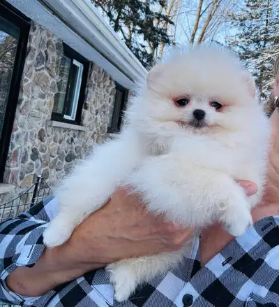Pomeranian registered  puppies and adult dogs., View more