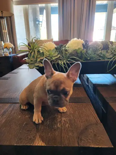French Bulldog , View more