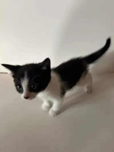 3 kittens need forever home, View more