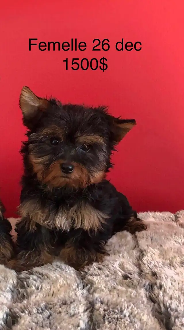Yorkshire gros mâle 800$ in Dogs & Puppies for Rehoming in Laval / North Shore - Image 4