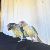 Female conures friendly and tamed handfed! 