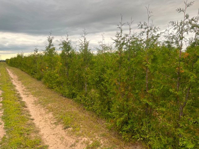 ***WHITE CEDARS AND EMERALD CEDARS FOR SALE*** in Plants, Fertilizer & Soil in City of Toronto - Image 4