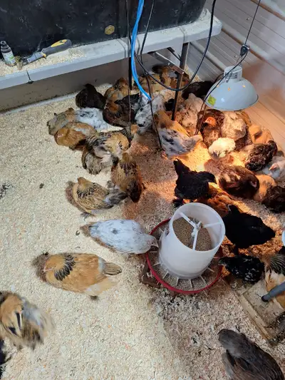 Brahma and LG Cochin chicks, View more