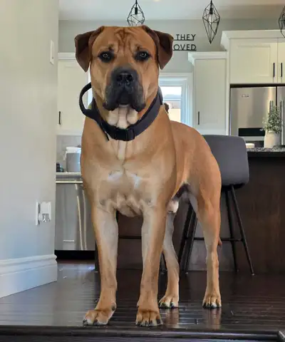 1.5-Yr Old Presa Canario & Lab Mix, View more