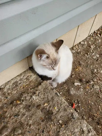 cats for sale, View more