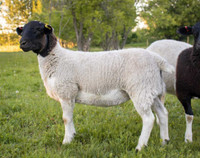 5 purebred registered dorper sheep