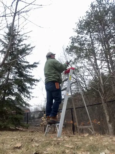 We specialize in Fruit Tree care and grapevine service We are highly experienced in pruning Apple, C...