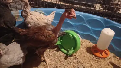 Naked neck Turken chicks, View more