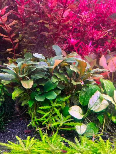 Aquarium plant - Bucephalandra Pygmaea Bukit Kelam, View more