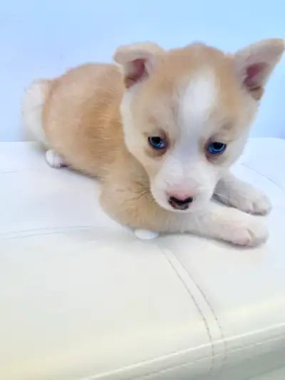 pompsky puppies, View more