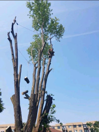 ●●● BUDGET TREE  SERVICE●●●TREE REMOVAL FROM 350$!! 6132029605●●