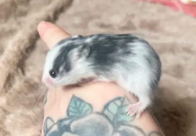 Baby Hamsters - Now ready to go!, View more