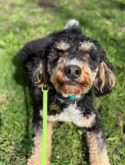 Rehoming 1 year old Bernedoodle, View more