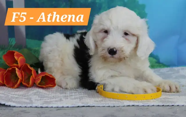 Mini Sheepadoodles in Dogs & Puppies for Rehoming in Kitchener / Waterloo - Image 3