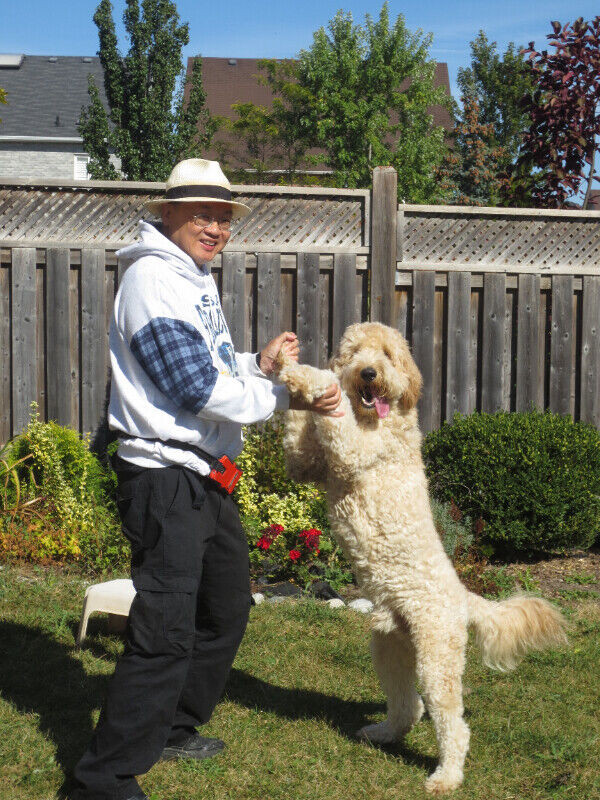 Spring Day Dog Boarding,Dog Day Care 16th Ave/McCowan 狗寄宿,狗日托 in Animal & Pet Services in Markham / York Region - Image 2