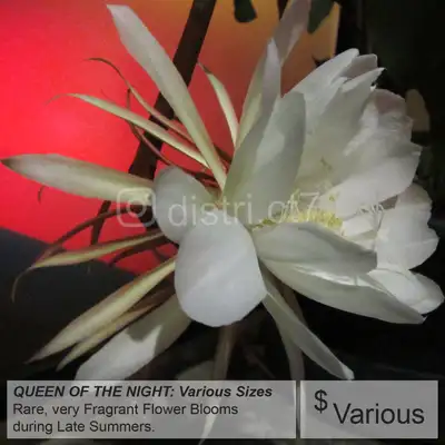 ~ VARIOUS: QUEEN OF THE NIGHT House Plants ~, View more