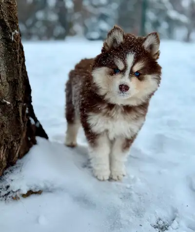 Premium Pomsky Puppies, View more