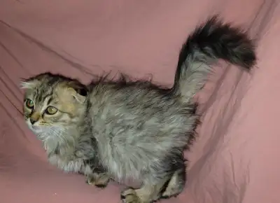 Scottish fold kittens, View more