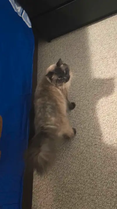 If you're looking for a very friendly cat, you're at the right place. His name is smokey, he was a l...