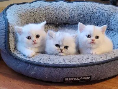 ❤️Registered Persian & Exotic Kittens❤️, View more