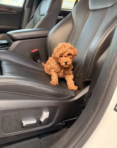 Red poodle puppies, View more