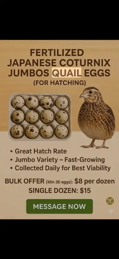 Jumbo Quail Eggs Fertilized, View more