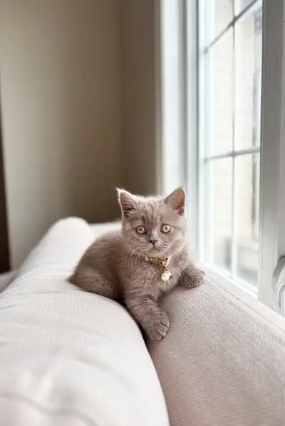Lilac Scottish Straight Kitten, View more