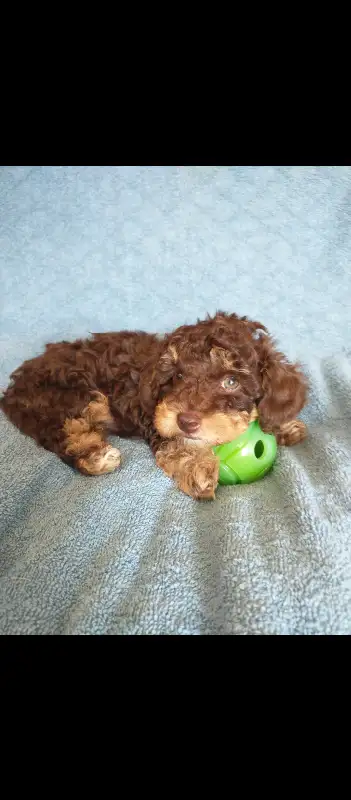 Tiny Toy Poodle Puppies in Dogs & Puppies for Rehoming in Markham / York Region - Image 7