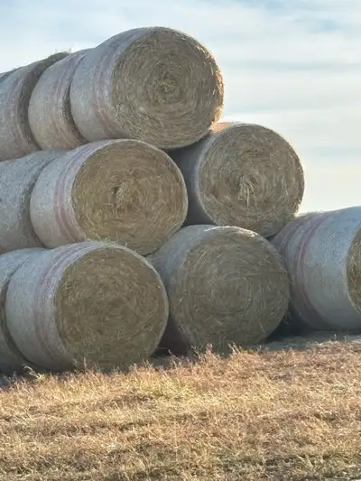 Wheat Straw bales for sale. 68”, 3.5 wraps of Netwrap. $50/bale. Call or text 306-741-5789