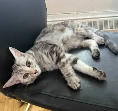 adorable cat, View more