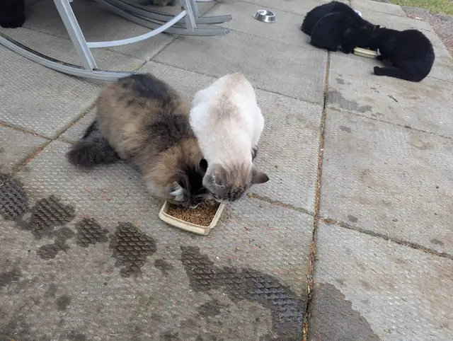 Cats for sale. in Cats & Kittens for Rehoming in North Bay - Image 3