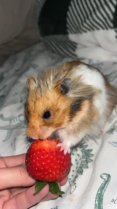 hamster syrien  + roue, View more