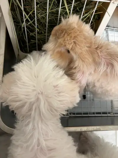 Neutered English Angora bunny, View more